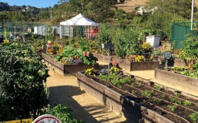 The Amazing Mill Valley Children’s Garden at Edna Maguire Hosts the 4th Annual Plant Sale. 100% of Sales support the Mill Valley Children’s Garden Maintenance and Management!
