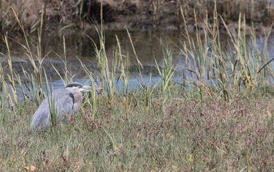 Marin IJ: Mill Valley Marsh Restoration Effort Lands $670,000 Grant