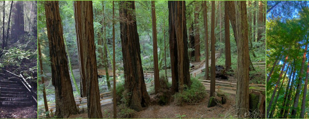 Whether You’re a Lifelong Visitor to Muir Woods or a Brand Newbie, SFGate’s Got Your FAQs Covered