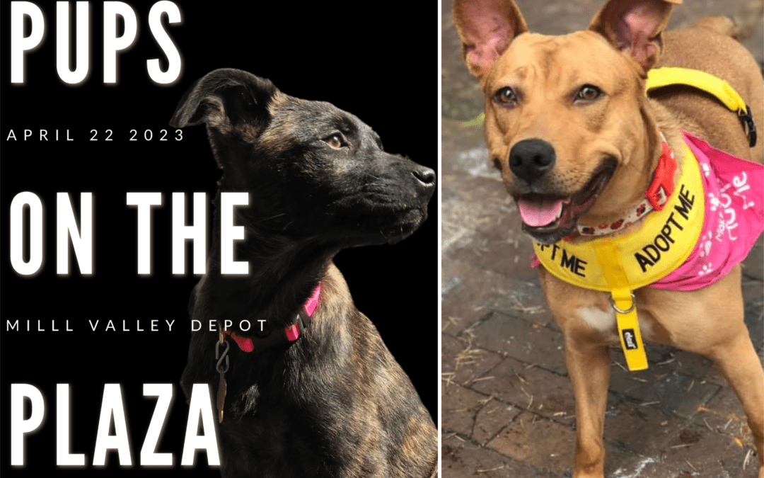 Beth Brody and Her Team Link Up With the Milo Foundation for ‘Pups on the Plaza’ on Saturday, April 22 , 11am-2pm