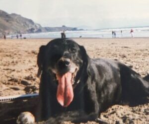 A Decade of Bucky Dog: How a Local Mom’s Passion Project Became Marin’s Favorite Dog Walking Service