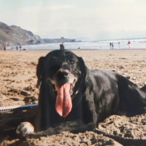 A Decade of Bucky Dog: How a Local Mom’s Passion Project Became Marin’s Favorite Dog Walking Service