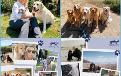 A Decade of Bucky Dog: How a Local Mom’s Passion Project Became Marin’s Favorite Dog Walking Service